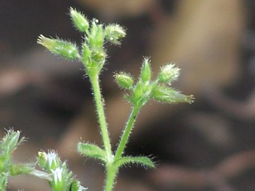 Cerastium glomeratum